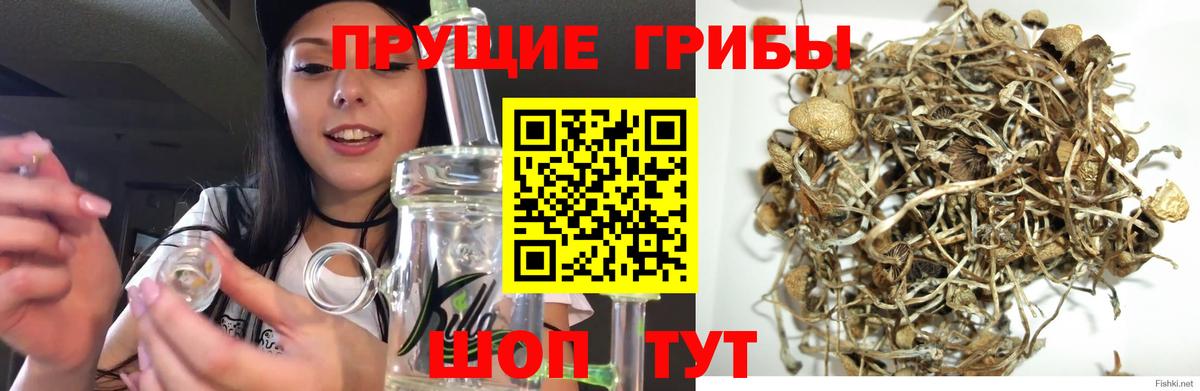 Алексеевка  Галлюциногенные грибы прущие грибы  Вход с VPN 